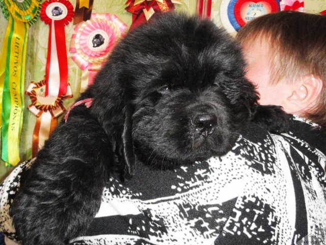 Фото: Бегущая по волнам ЗЕФИРИН ДРУЭН