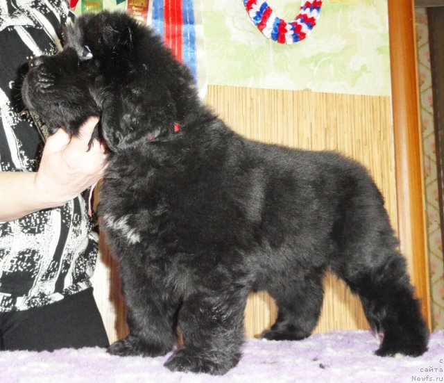 Фото: Бегущая по волнам ЗЕФИРИН ДРУЭН