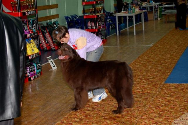 Фото: ньюфаундленд Anjelika Boginya Grez (Анжелика Богиня Грез)