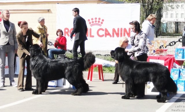 Фото: ньюфаундленд Aquatoriya Kelvin Kilimandzharo (Акватория Келвин Килиманджаро), ньюфаундленд Beguschaya po Volnam Sun in My Hand (Бегущая по Волнам Сун ин Му Ханд)