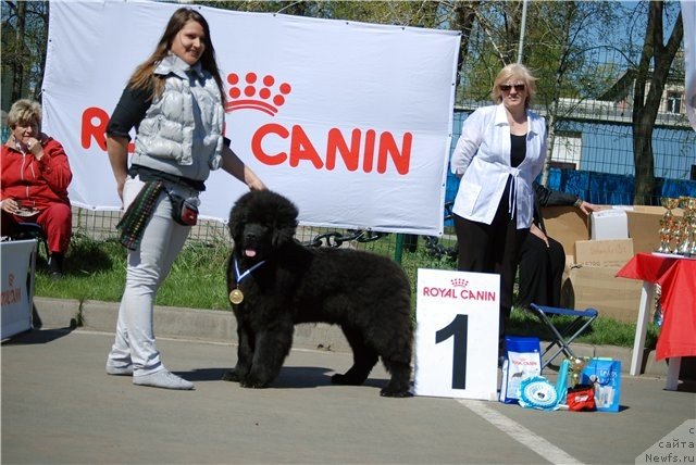 Фото: ньюфаундленд Smigar Gordon Fellow (Смигар Гордон-Феллоу)