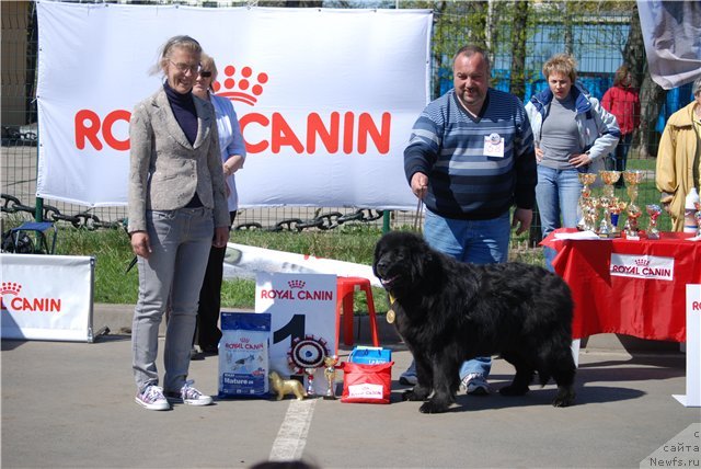 Фото: ньюфаундленд Smigar Talara (Смигар Талара)