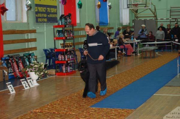 Фото: ньюфаундленд Tim (Тим)