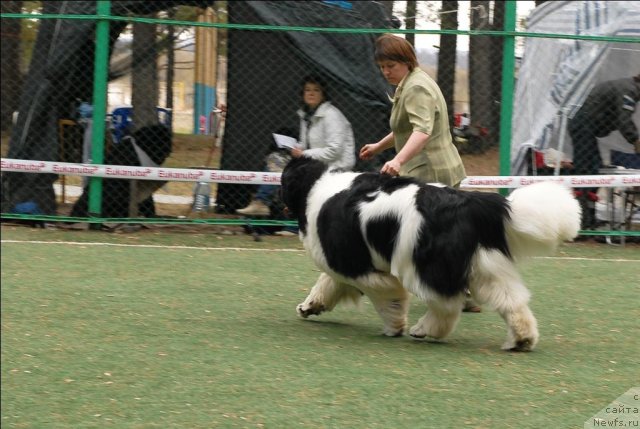 Фото: ньюфаундленд Super Premium Zhodo Ferolli (Супер Премиум Жодо Феролли)