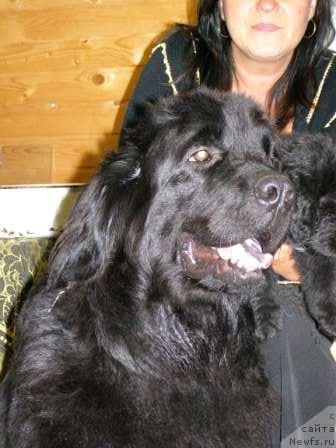 Фото: ньюфаундленд Smigar Erika Severnoe Siyanie (Смигар Ерика Северное Сияние)