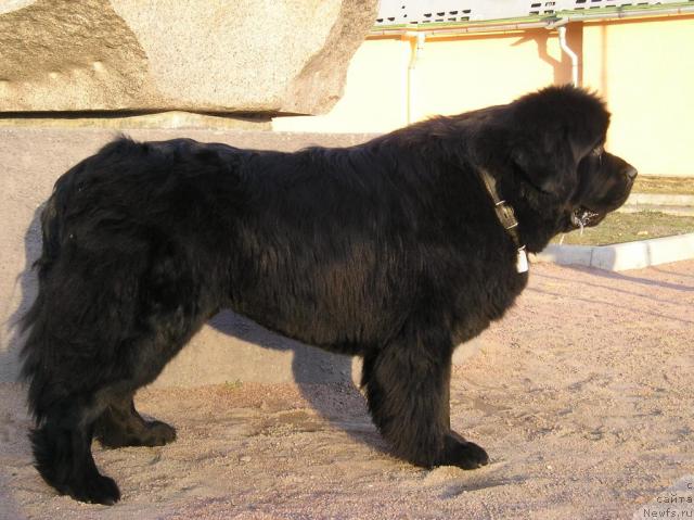 Фото: ньюфаундленд Smigar Ieremiya Ivent Magik (Смигар Иеремия Ивент Магик)