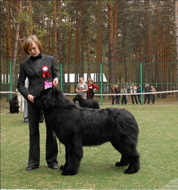 Фото: ньюфаундленд Aquatoriya Kelvin Northern Spirit (Акватория Келвин Нозерн Спирит)