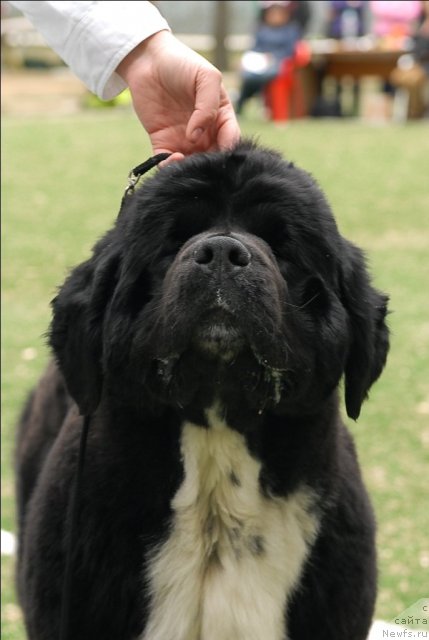 Фото: ньюфаундленд Ikona Stilya (Икона Стиля)