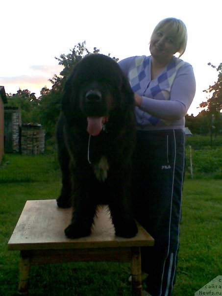 Фото: ньюфаундленд Norkros Vasco da Gama, Irma SHpanagelene (Ирма Шпанагелене)