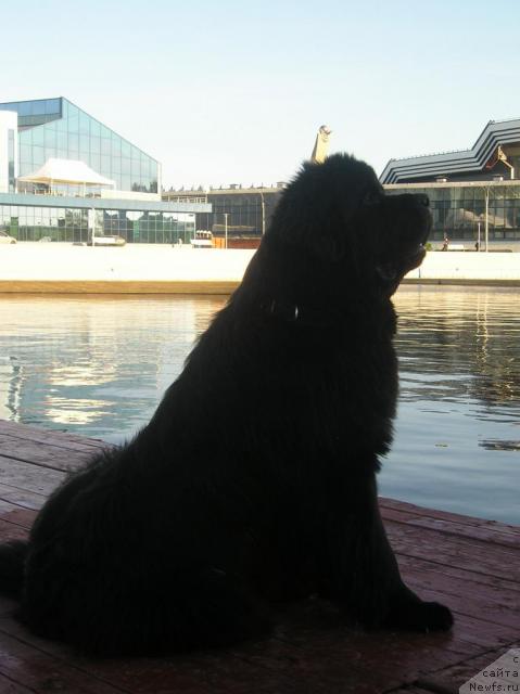 Фото: ньюфаундленд Smigar Ieremiya Ivent Magik (Смигар Иеремия Ивент Магик)