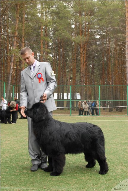 Фото: ньюфаундленд Ih Visochestvo Vilana Blum (Их Высочество Вилана Блум)