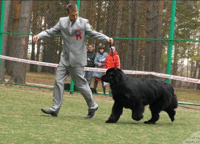 Фото: ньюфаундленд Ih Visochestvo Vilana Blum (Их Высочество Вилана Блум)