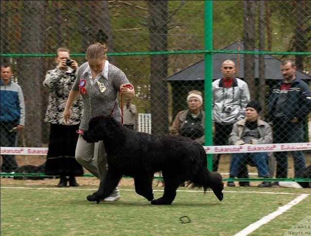 Фото: ньюфаундленд Markiza Angelov iz Tihogo Omuta (Маркиза Ангелов из Тихого Омута)