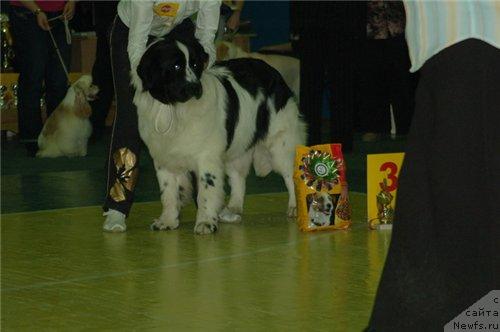 Фото: ньюфаундленд Mag Ispolin Kulikalon (Маг Исполин Куликалон), Natal'ya Povedskaya (Наталья Поведская)