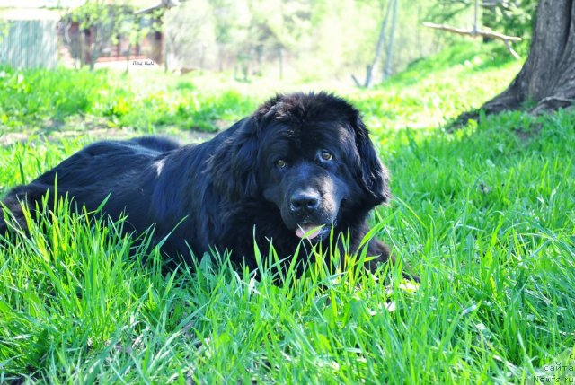 Фото: ньюфаундленд Nort Fyeys Ikka Bell' Arka (Норт Фэйс Икка Белль Арка)