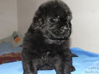 Фото: ньюфаундленд Plyushevaya Panda Zidan (Плюшевая Панда Зидан)