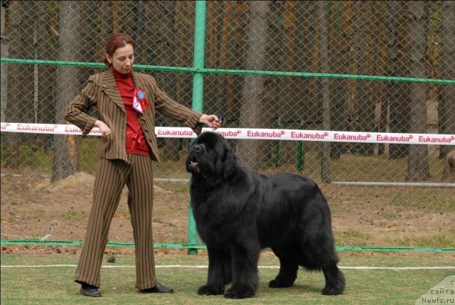 Фото: ньюфаундленд Aquatoriya Kelvin Kilimandzharo (Акватория Келвин Килиманджаро)