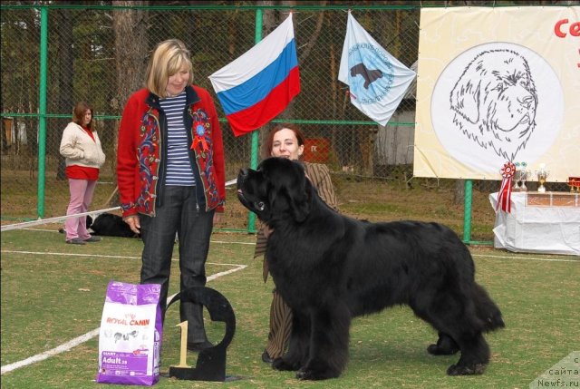 Фото: ньюфаундленд Aquatoriya Kelvin Kilimandzharo (Акватория Келвин Килиманджаро)