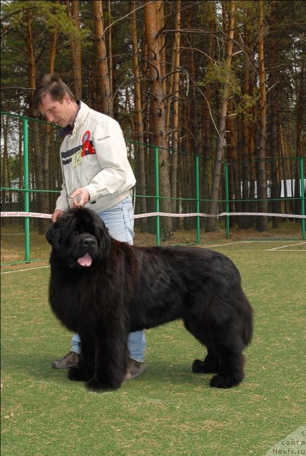 Фото: ньюфаундленд Akvatoriya Kelvin Insayder (Акватория Келвин Инсайдер)