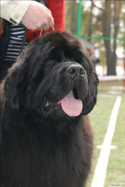 Фото: ньюфаундленд Akvatoriya Kelvin Insayder (Акватория Келвин Инсайдер)