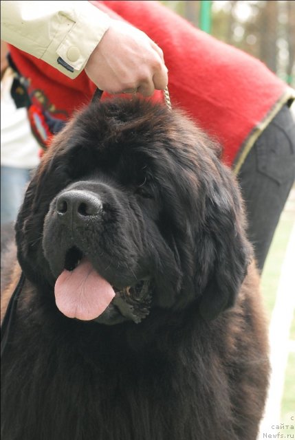 Фото: ньюфаундленд Akvatoriya Kelvin Insayder (Акватория Келвин Инсайдер)