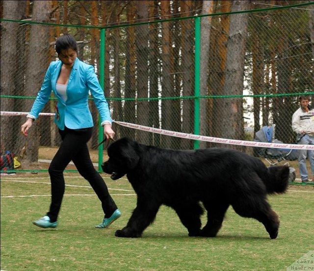 Фото: ньюфаундленд Dans Memori F'yudjan Rif (Данс Мемори Фьюджан Риф)