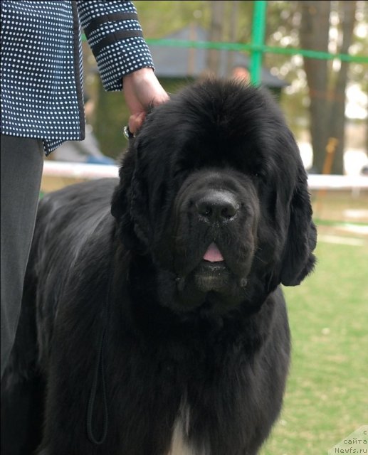 Фото: ньюфаундленд Flagman ot Sibirskogo Medvedja (Флагман от Сибирского Медведя)