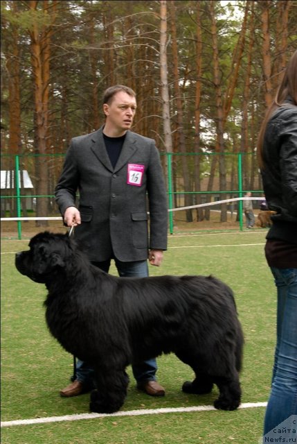 Фото: ньюфаундленд Dendi Denger iz Medvejyego Yara (Денди Денжер из Медвежьего Яра)