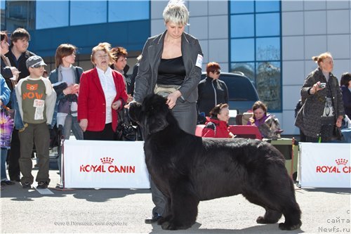Фото: ньюфаундленд Zholli Wonderfull iz Medvejyego Yara (Жолли Вандерфулл из Медвежьего Яра)
