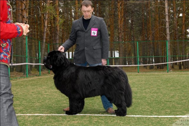 Фото: ньюфаундленд Dendi Denger iz Medvejyego Yara (Денди Денжер из Медвежьего Яра)