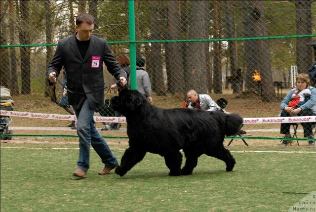 Фото: ньюфаундленд Dendi Denger iz Medvejyego Yara (Денди Денжер из Медвежьего Яра)
