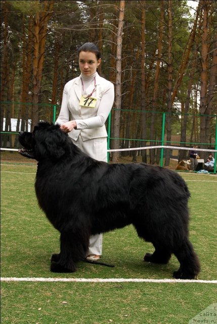 Фото: ньюфаундленд Filipp Gold Star (Филипп Голд Стар)