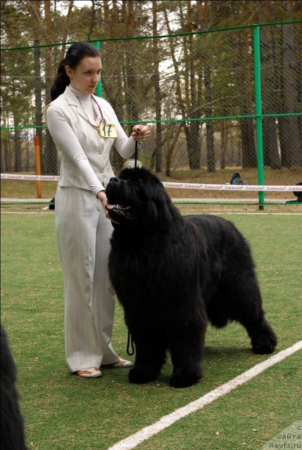 Фото: ньюфаундленд Filipp Gold Star (Филипп Голд Стар)