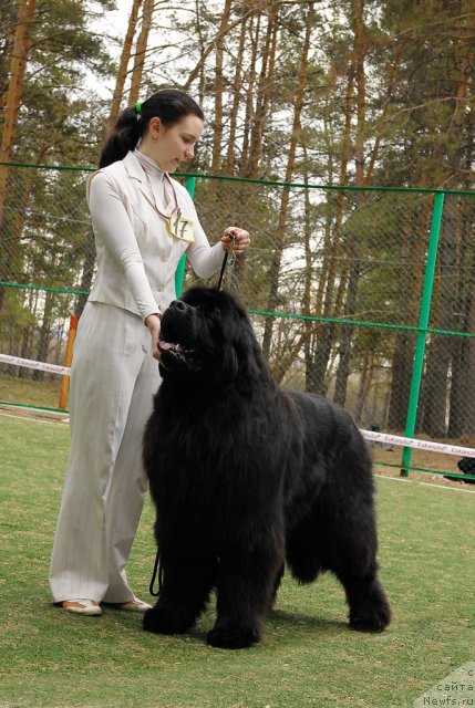 Фото: ньюфаундленд Filipp Gold Star (Филипп Голд Стар)
