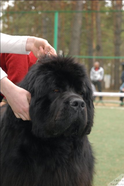 Фото: ньюфаундленд Filipp Gold Star (Филипп Голд Стар)