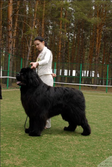 Фото: ньюфаундленд Filipp Gold Star (Филипп Голд Стар)