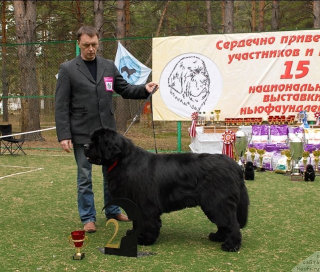 Фото: ньюфаундленд Dendi Denger iz Medvejyego Yara (Денди Денжер из Медвежьего Яра)