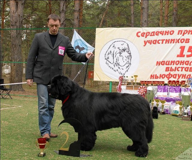 Фото: ньюфаундленд Dendi Denger iz Medvejyego Yara (Денди Денжер из Медвежьего Яра)