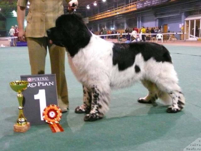 Фото: ньюфаундленд Super Bizon Argo (Супер Бизон Арго)