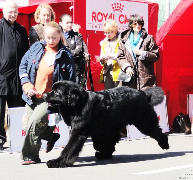 Фото: ньюфаундленд Dar Svezy Ustas Sagittarius (Дар Свезы Юстас Сагиттариус)