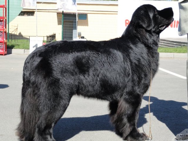 Фотография № 66865