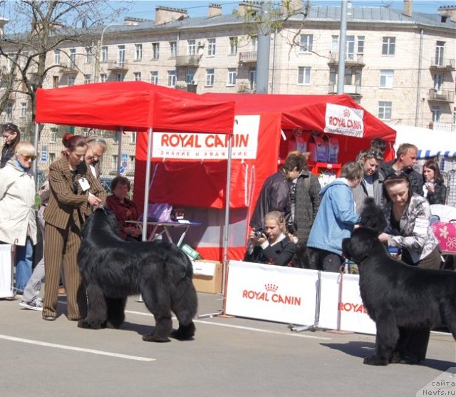 Фото: ньюфаундленд Aquatoriya Kelvin Kilimandzharo (Акватория Келвин Килиманджаро), ньюфаундленд Beguschaya po Volnam Sun in My Hand (Бегущая по Волнам Сун ин Му Ханд)