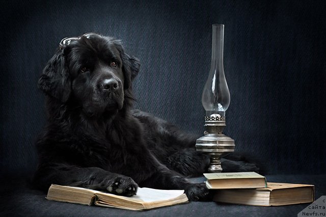 Фото: ньюфаундленд Zvezda Udachi ot Marleon Dusvik (Звезда Удачи от Марлеон Дусвик)