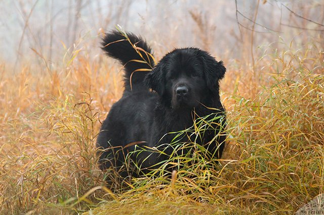 Фото: ньюфаундленд Zvezda Udachi ot Marleon Dusvik (Звезда Удачи от Марлеон Дусвик)