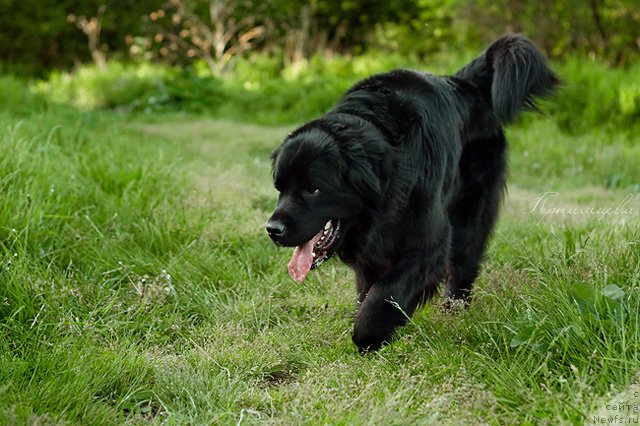 Фото: ньюфаундленд Zvezda Udachi ot Marleon Dusvik (Звезда Удачи от Марлеон Дусвик)