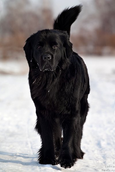 Фото: ньюфаундленд Zvezda Udachi ot Marleon Dusvik (Звезда Удачи от Марлеон Дусвик)
