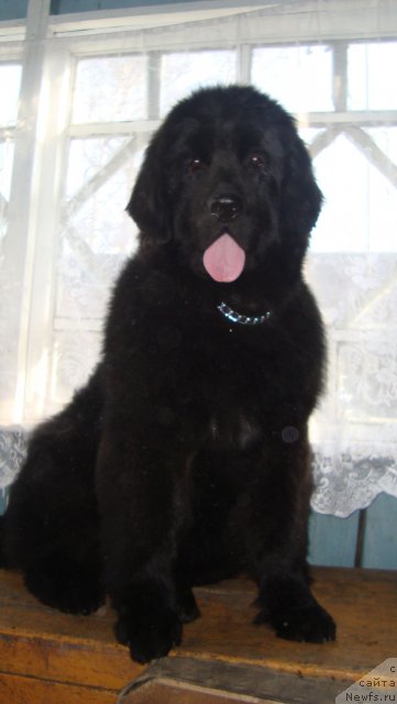 Фото: ньюфаундленд Fiamettahauz Nat (Фиаметтахауз Нат)