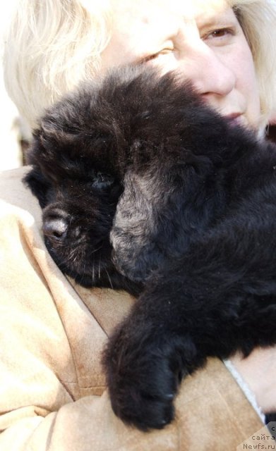 Фото: ньюфаундленд Undercover Angel Nuo Ozo Kalvu, Ol'ga Gordeeva (Ольга Гордеева)