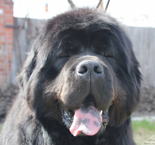 Фото: ньюфаундленд Filipp Gold Star (Филипп Голд Стар)