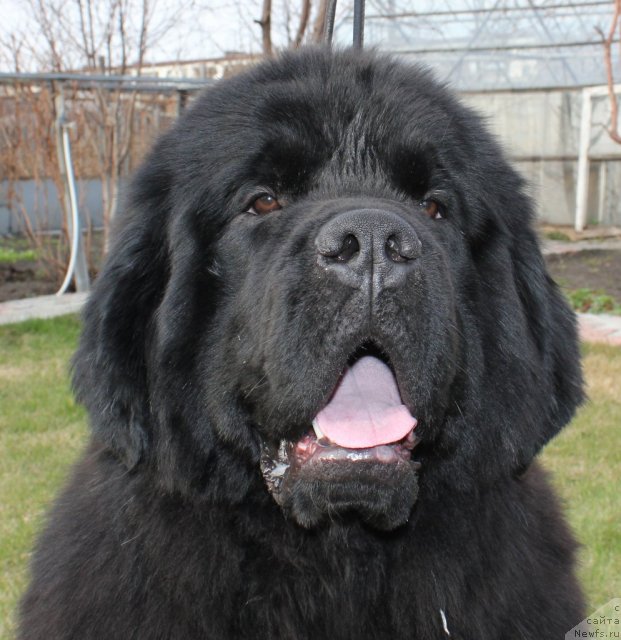 Фото: ньюфаундленд Skippers Ultimate Object